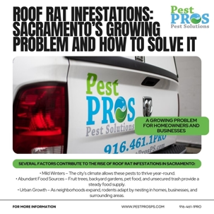 Roof Rat Infestations: Sacramento’s Growing Problem and How to Solve It